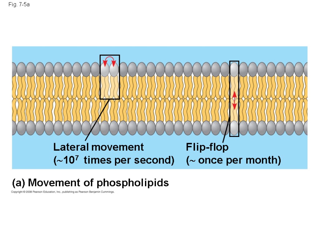 Fig. 7-5a (a) Movement of phospholipids Lateral movement (107 times per second) Flip-flop (